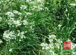 韭花酱的做法图解1