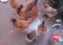 最美鸡汤的做法图解3