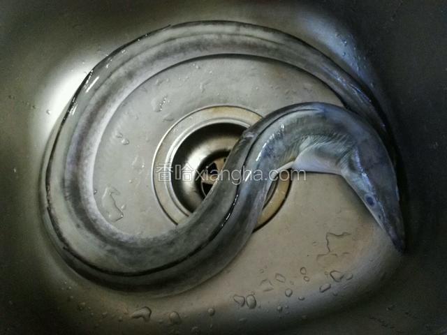 鳗鱼一条洗净。