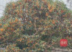 桂花糖的做法图解1