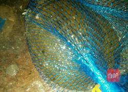 野生甲鱼菌菇汤的做法图解1