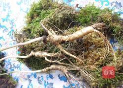 野山参鸡汤的做法图解2