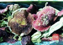 红菇炖鸡的做法图解1