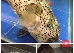 姜蓉焖野生河豚的做法图解1