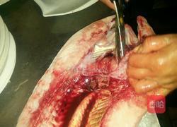 包腌海鳗的做法图解5