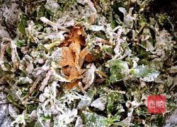 马齿苋馍馍的做法图解8