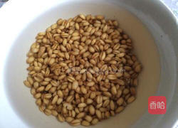 小麦草水培的做法图解2