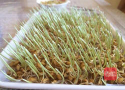 小麦草水培的做法图解10