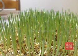 小麦草水培的做法图解11