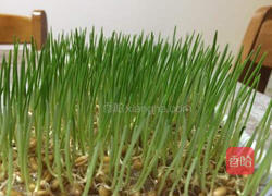 小麦草水培的做法图解12