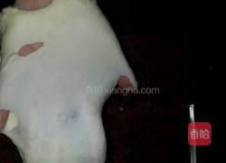 芋泥面包的做法图解7