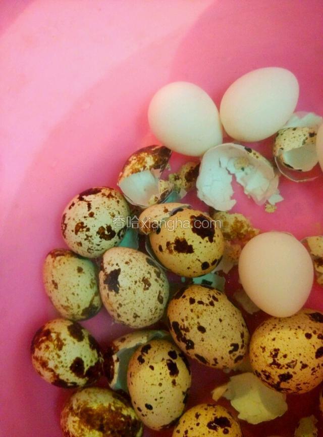 鸽子蛋在冷水里凉一下就可以去壳。