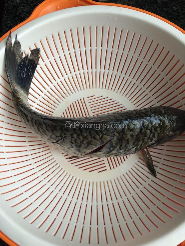 鲫鱼洗净，背面切一字刀沥水待用。