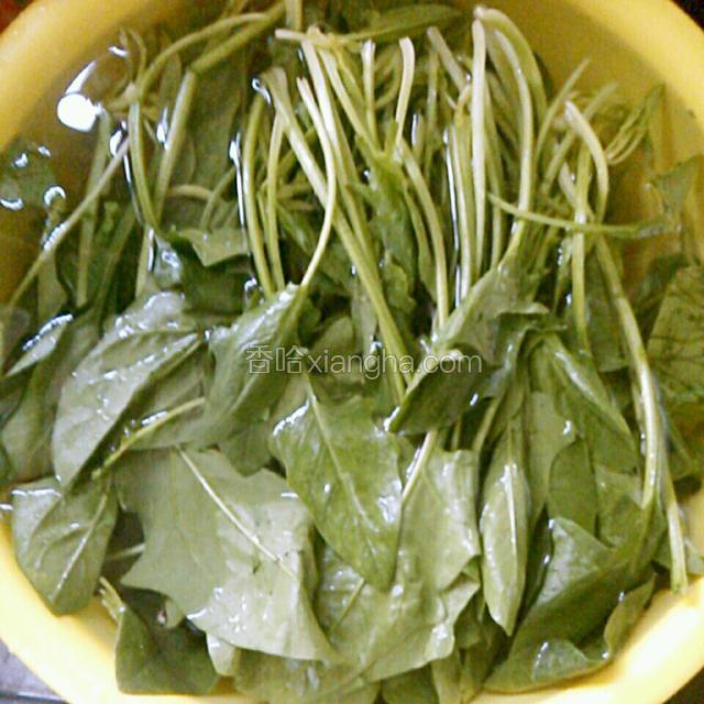 菠菜去根部洗净。