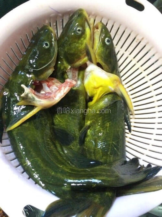 将黄丫头收拾干净沥水