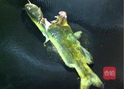 黄骨鱼豆腐汤的做法图解2