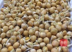 水培豌豆苗的做法图解4