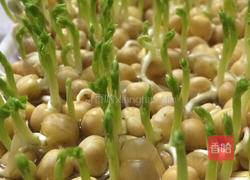 水培豌豆苗的做法图解6