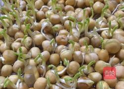 水培豌豆苗的做法图解5