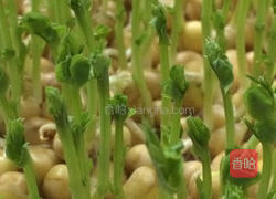 水培豌豆苗的做法图解8