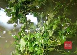 荠菜圆子的做法图解1