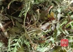 荠菜包子的做法图解1