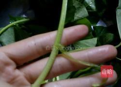 蒜蓉炒地瓜叶的做法图解2