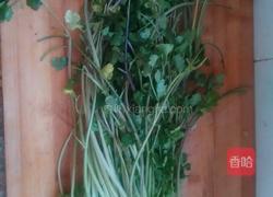 香菜猪肉饺子的做法图解3