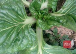 绿面的做法图解1