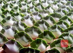 白菜(百财)饺子的做法图解19