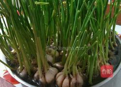 水培蒜苗的做法图解3