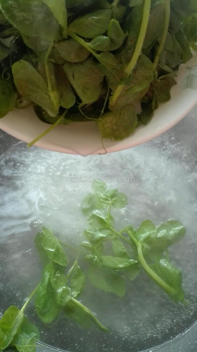 粉丝煮越2分钟，倒入豌豆尖。