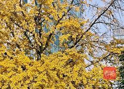 川芎白果煲鸡汤的做法图解4