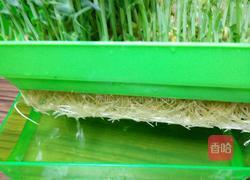 豌豆苗(自己培育的)的做法图解9