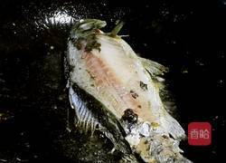 鲫鱼豆腐汤的做法图解4