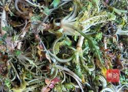 水煎包的做法图解2