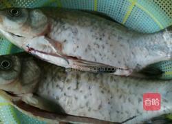 香芹烧河鲫鱼的做法图解1