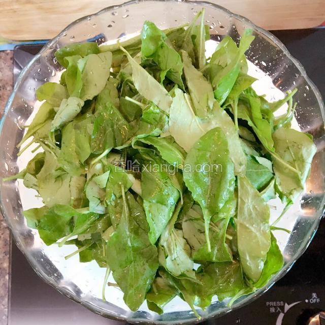 枸杞取叶去茎、浸泡清洗后沥水