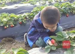 美味水果拼盘的做法图解1