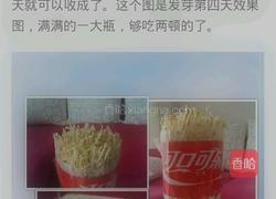 自制豆芽的做法图解5