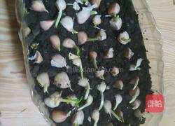 塑料豆油桶栽蒜苗的做法图解9