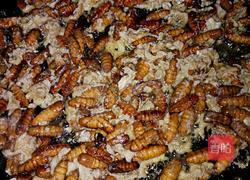 香煎蚕蛹的做法图解4