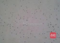 千层饼的做法图解3