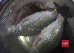 鲫鱼养颜汤的做法图解3
