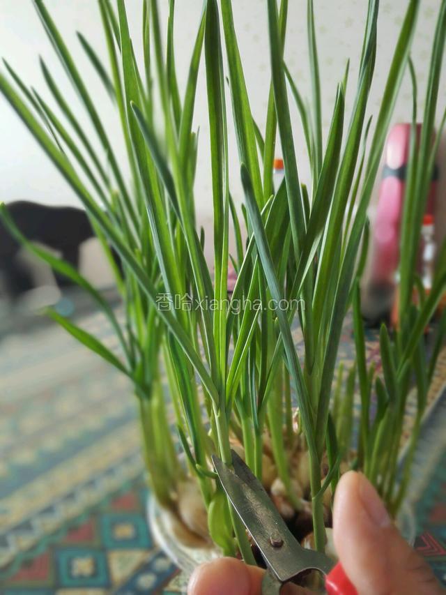 自己种了一盘小蒜苗，平时都是用来点缀的，随吃随剪