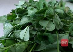 清炒苜蓿的做法图解2