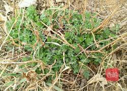 炸菊花芽的做法图解1