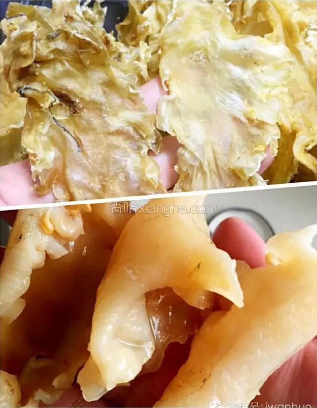 花胶用纯净水和姜片泡发5小时，飞水后备用。