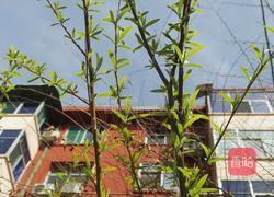 凉柳芽菜拌的做法图解1