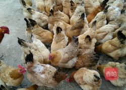 水煮土鸡的做法图解1